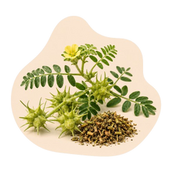 Tribulus