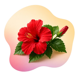 Hibiscus